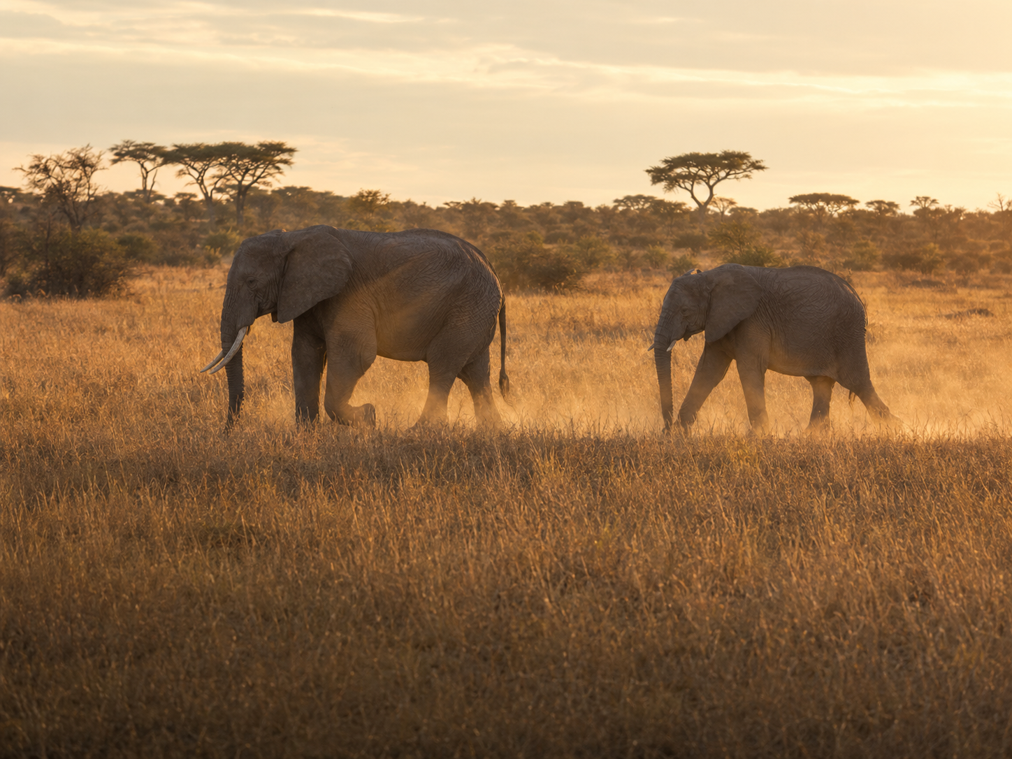 Elephants crossing amber grass on safari
